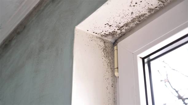 Environmental Consulting for Mold Prevention in Middletown, OH